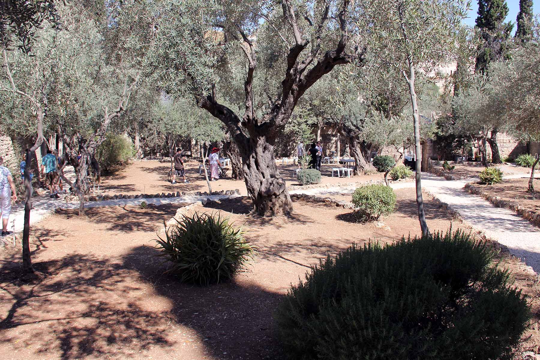 Gethsemane image 4